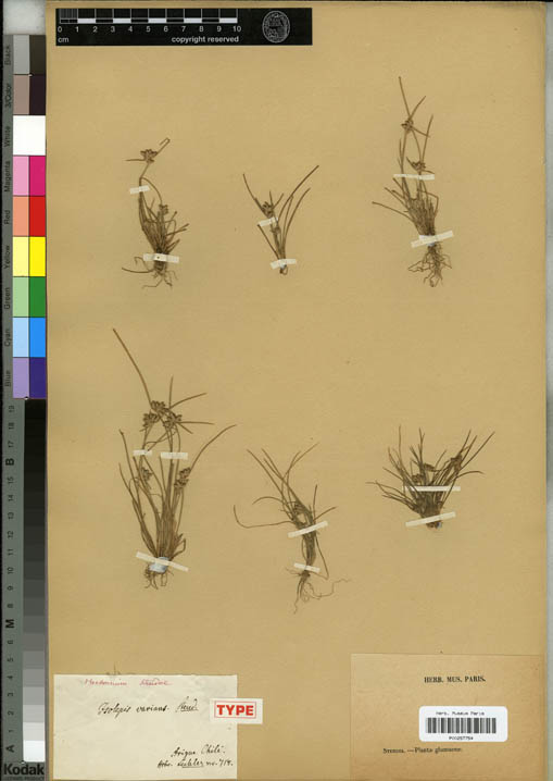 fig 8 isolepis